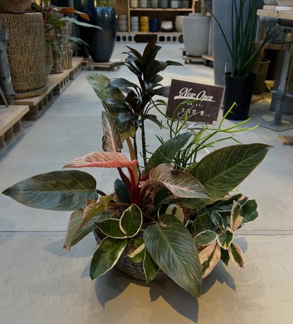 こんにちは！
Plants upスタッフの🐼C🐼です！

ピンクの寄せ鉢ギフト🎁

フィロデンドロン　ピンクバーキンをメインに
コルジリネ　パープルコンパクタ
ホヤ　カルノーサ　リップカラー
ミルクブッシュ

ピンク尽くしのギフトです✨

［info]
Plants up
観葉植物と鉢の専門店/厚木市下川入831-5
TEL 046-258-6409
[営] 水木土10:00-17:00
[休] 日月火金　[駐] 5台［￥］現金のみ

ナビでお越しの際は【厚木市下川入831-1】こちらでお願いします

#水やりお掃除係
#plantsup
#観葉植物
#ピンク
#ギフト