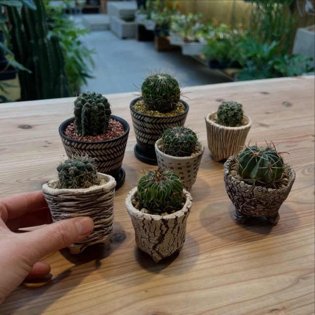 こんにちは！
Plants upスタッフの🐼C🐼です！

サボテンたち🌵

小さいサボテンを小さい鉢に植えました。
ひとつ置いても、たくさん置いてもかわいい✨

素焼きの鉢は、ひとつとして同じものがない個性豊かな素焼き鉢です。

［info]
Plants up
観葉植物と鉢の専門店/厚木市下川入831-5
TEL 046-258-6409
[営] 水木土10:00-17:00
[休] 日月火金　[駐] 5台［￥］現金のみ

ナビでお越しの際は【厚木市下川入831-1】こちらでお願いします

#水やりお掃除係
#plantsup
#観葉植物
#サボテン
#手造り