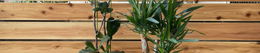 新築・店舗開店 お祝いに植物と鉢のセット 室内