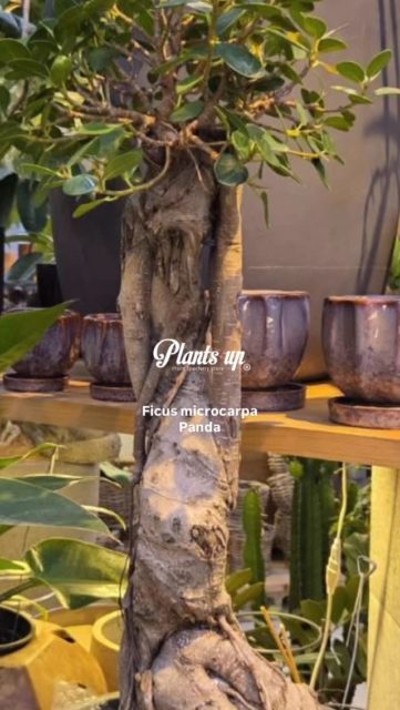 こんにちは!
Plants up スタッフの🐼C🐼です!
しびれるパンダガジュマル
早速朱色の浅鉢にお引越しをして、さらに格好よくなりました。
@hal12.12.15no.11さん
ありがとうございました✨
#plantsup
#植え替え
#水やりお掃除係
#観葉植物
#ficus