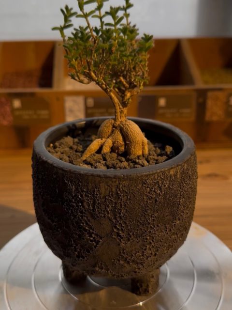 Plants upからこんにちは😃
本日はお客様にご購入いただいた惑星感満載の鉢に
トキワシノブ
トリコディアデマ・プルボムス
こちらの二つを植え替えさせて頂きました🚀
ぜひ自分だけの1鉢を探してみてください💫
#plantsup #塊根植物 #観葉植物