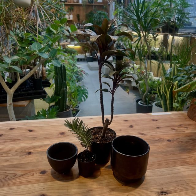 Plants upからこんにちは☺️

本日はご購入いただいた
▷コルジリネ・パープルコンパクタ
▷ソテツ
この二つを植え替えさせていただきました🪴

ヤマゴケの周りに冨士砂を合わせて和モダンな印象に😳

ぜひ自分だけの一株、一鉢を探してみてください🚀

[info]
Plants up
観葉植物と鉢の専門店 / 厚木市下川入831-5
TEL 046-258-6409
[営] 水木土10:00-17:00
[休] 日月火金［駐］5台［¥］現金のみ

ナビでお越しの際は【厚木市下川入831-1】こちらでお願いします

#plantsup 
#観葉植物
#ソテツ
#コルジリネ