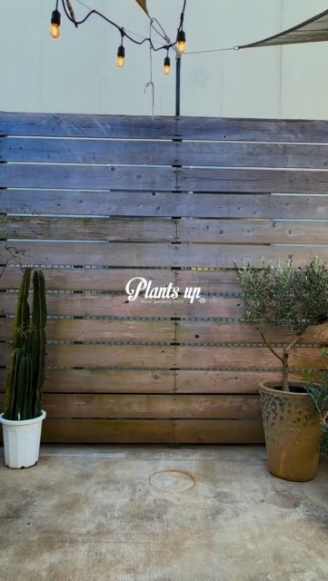 とってもナイスなドラセナあります👍
色んな鉢に合わせて印象ガラッと変わるので是非お気に入りを探してみてください✨

[info]
Plants up
観葉植物と鉢の専門店 / 厚木市下川入831-5
TEL 046-258-6409
[営] 水木土10:00-17:00
[休] 日月火金［駐］5台［¥］現金のみ

ナビでお越しの際は【厚木市下川入831-1】こちらでお願いします

#plantsup #green #plants #植物 #ドラセナ